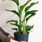 Perrine (Strelitzia)