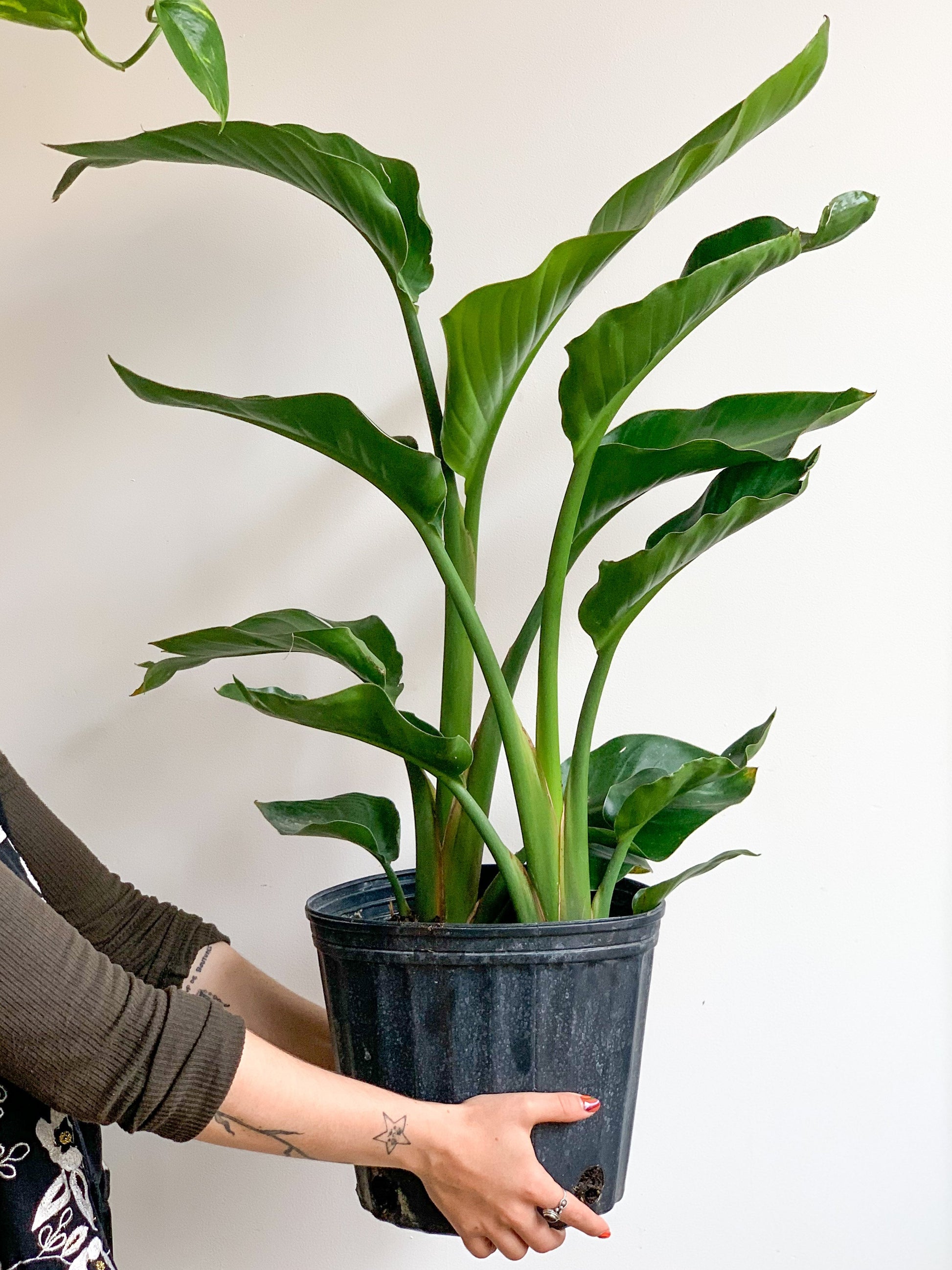 Perrine (Strelitzia)