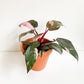 Pink (Philodendron) - 5 po.