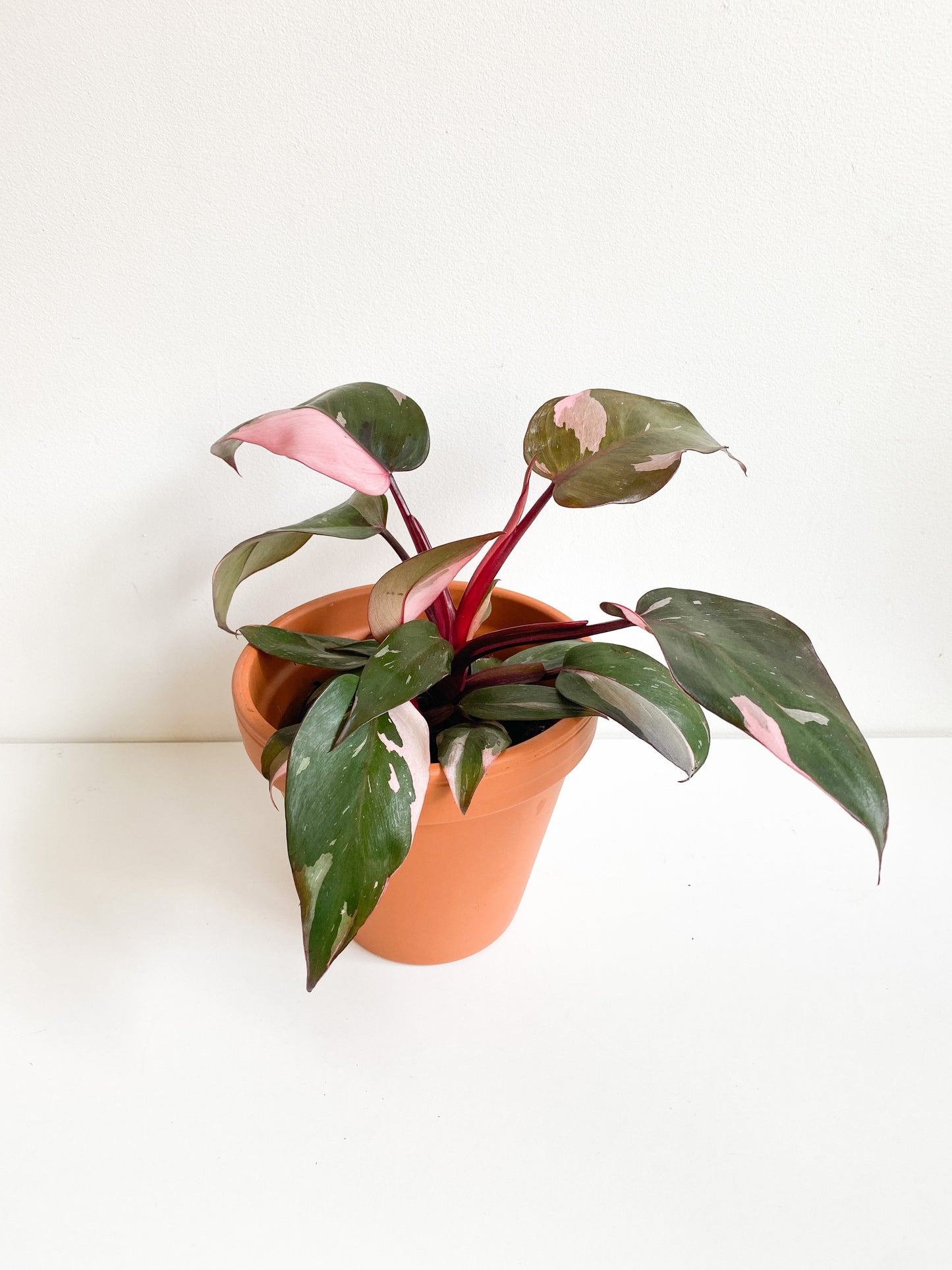 Pink (Philodendron) - 5 po.