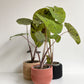 Mojito (Colocasia)