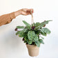 Berlin (Ctenanthe) - 6 po.