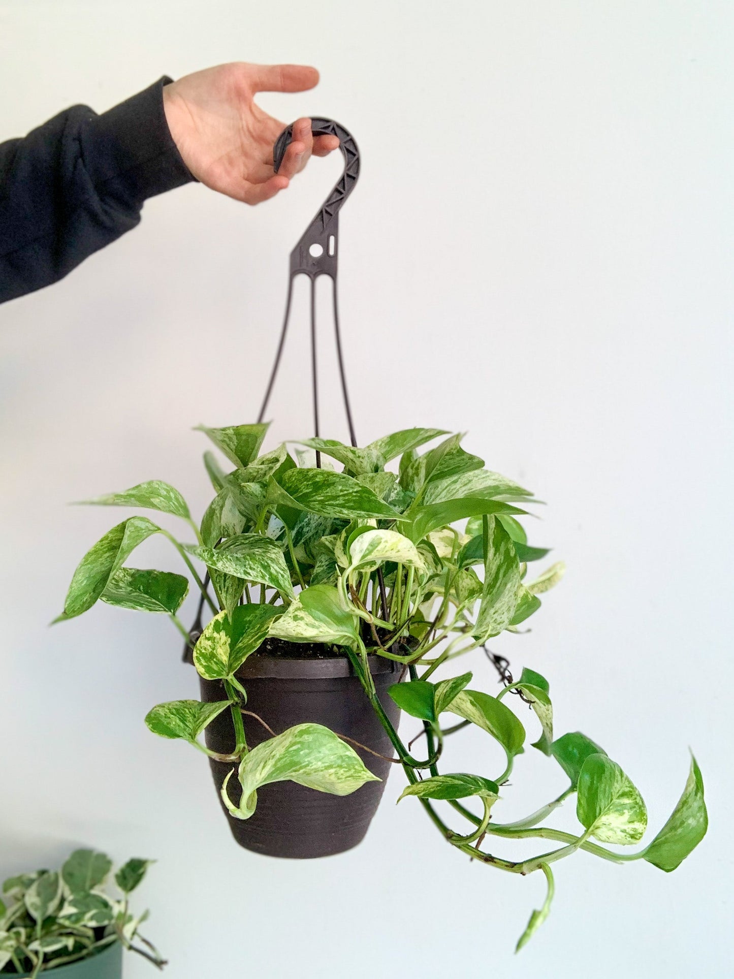 Kassandra (Pothos) 6 Po. Panier Suspendu