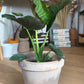 Regina (Alocasia)