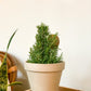 Romie (Romarin En Pot)