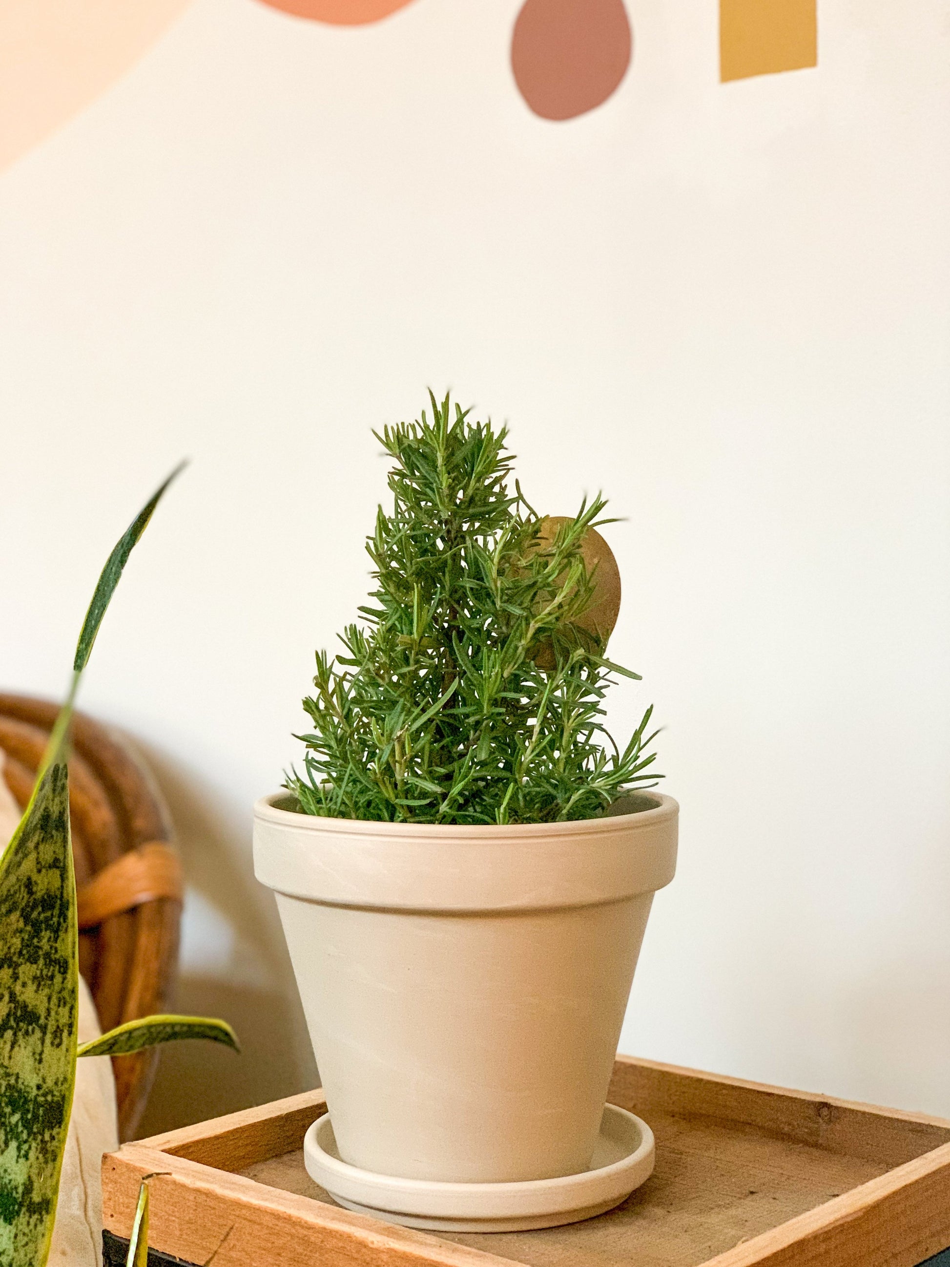 Romie (Romarin En Pot)