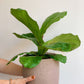 Jeune Fiona (Ficus) 6 Po.