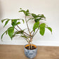 Peda (Philodendron) - 8 po.