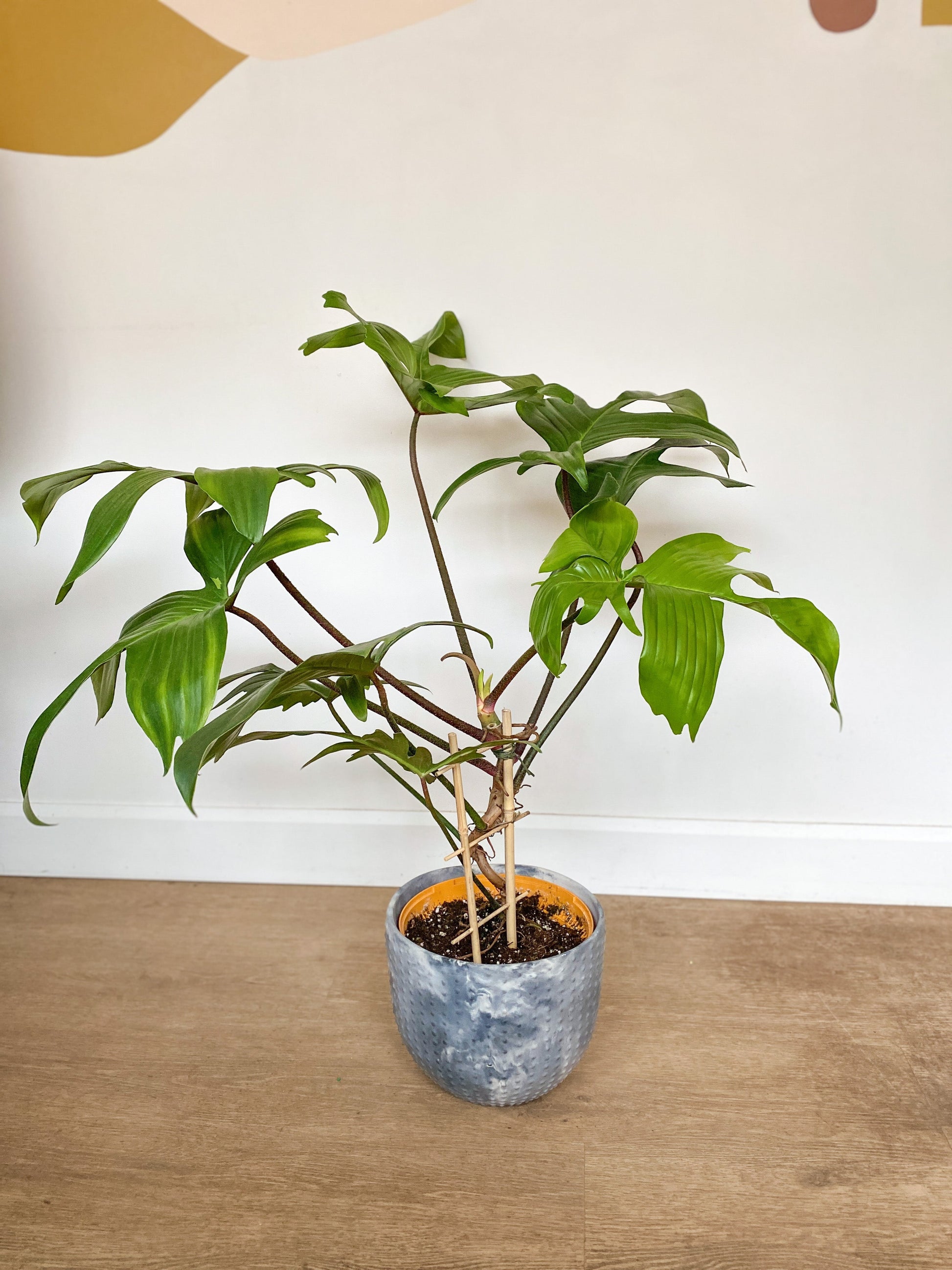 Peda (Philodendron) - 8 po.