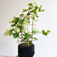 Vera (Bougainvillier)