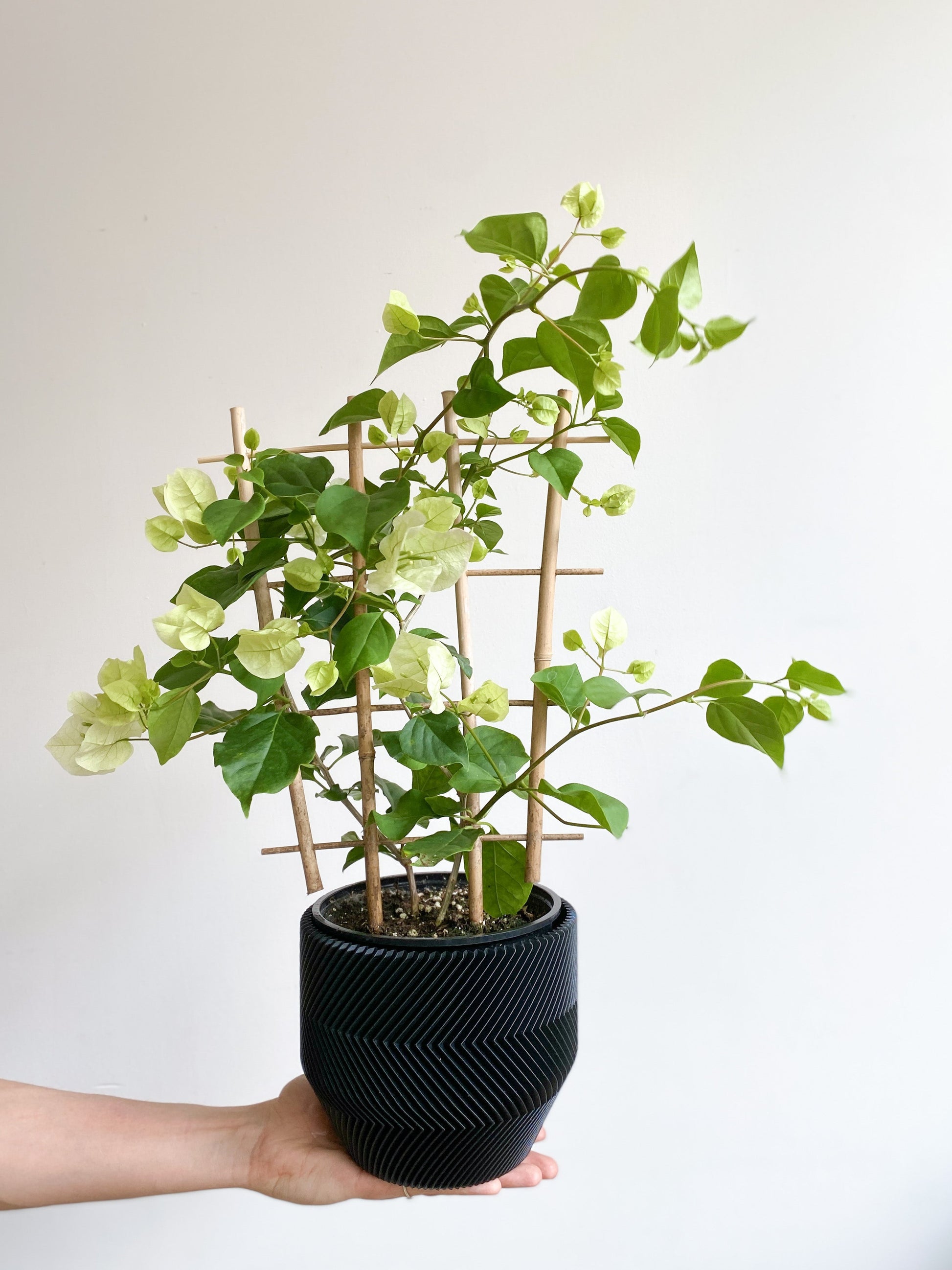 Vera (Bougainvillier)