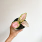 Lucie (Aglaonema) - 5 po.