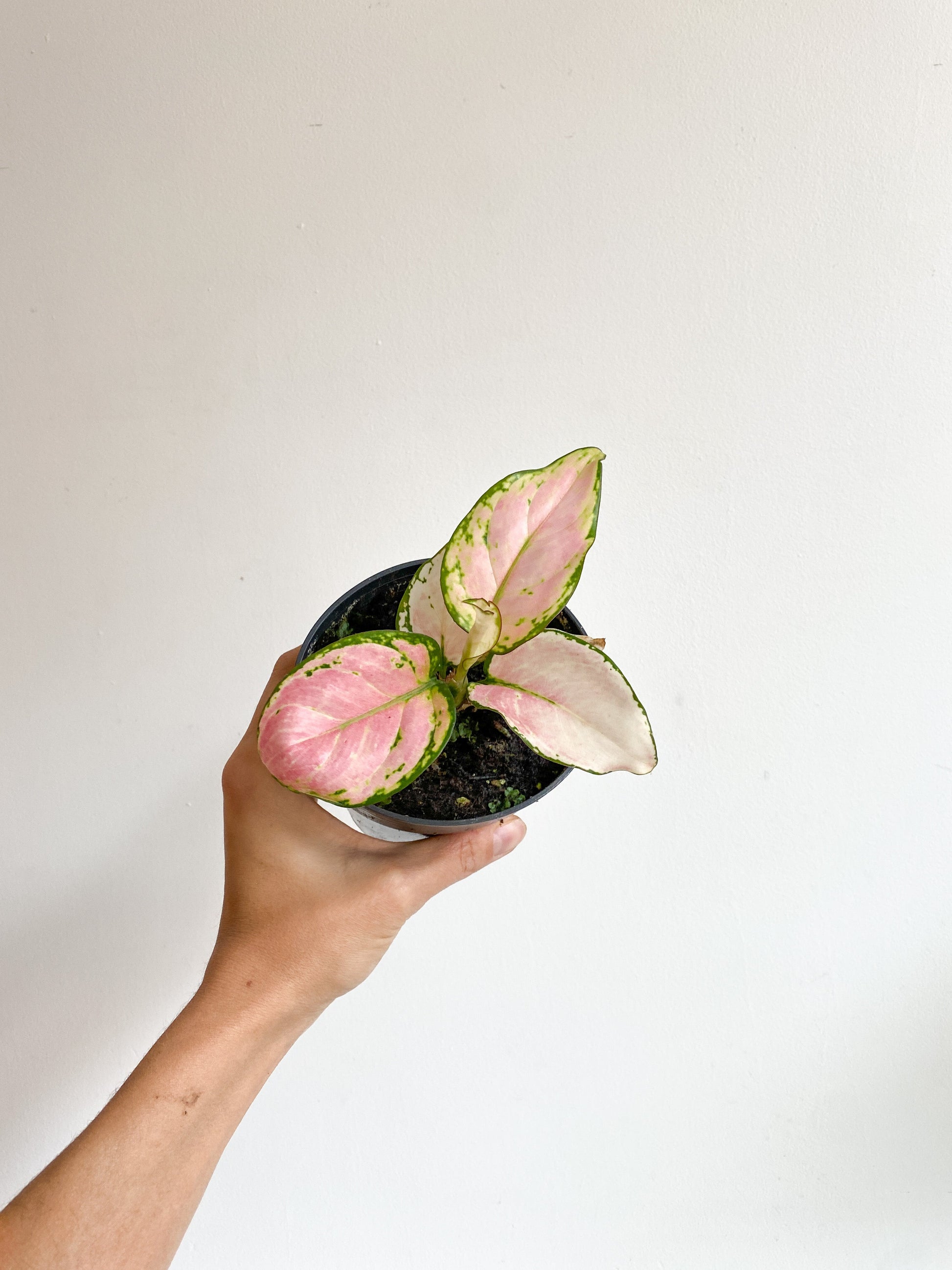 Lucie (Aglaonema) - 5 po.