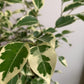 Benji (Ficus)
