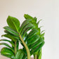 Zenzi (Zamioculcas)
