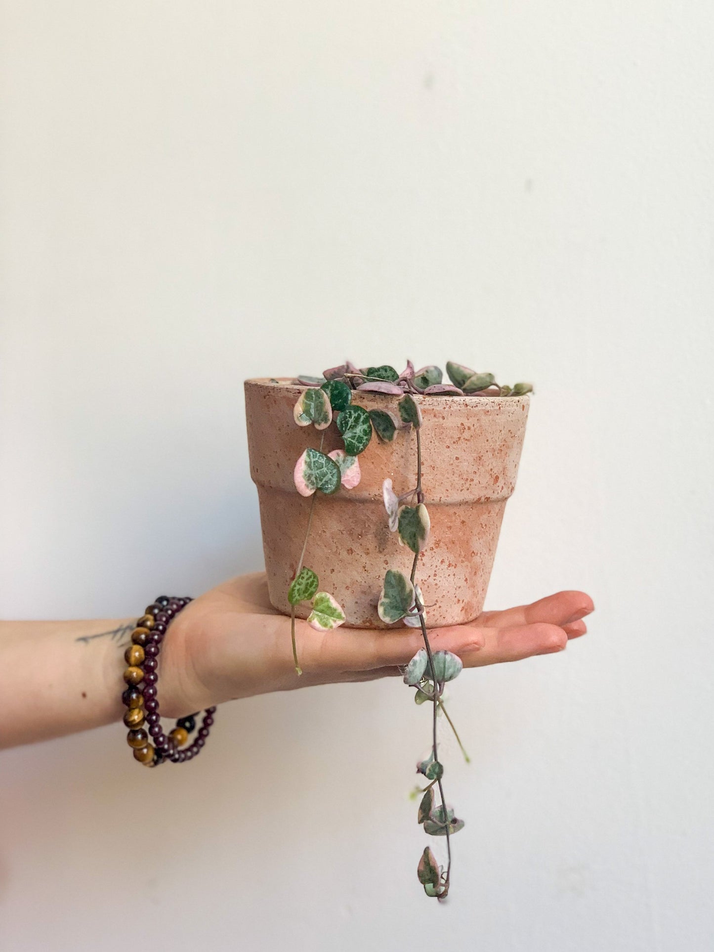 Wilma (Ceropegia) 3.5 Po.