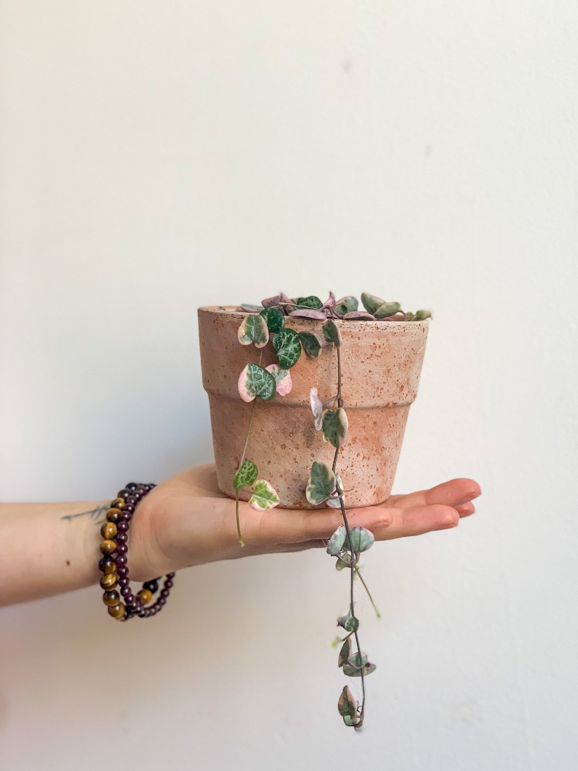 Wilma (Ceropegia) 3.5 Po.