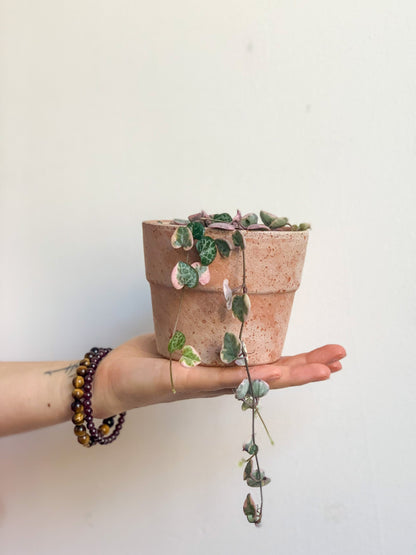 Wilma (Ceropegia) 3.5 Po.