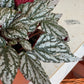 King (Begonia)