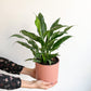 Lily (Spathiphyllum) - 6 po.