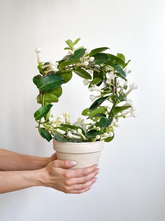 Stéphanie (Stephanotis) - 5 po. en ’’cerceau’’
