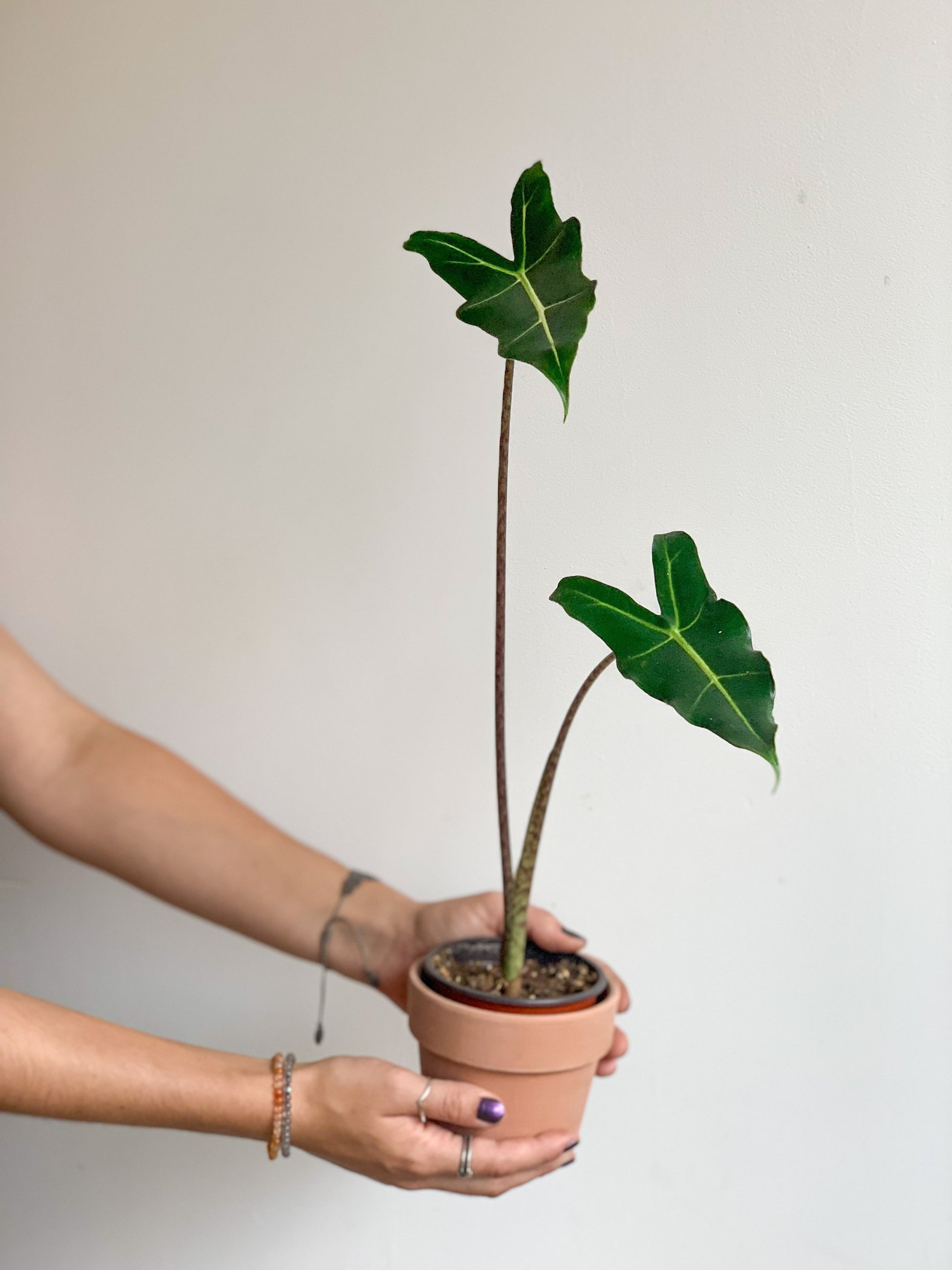 Sarian (Alocasia) 4 Po. Plants