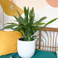 Astride (Aspidistra)