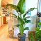 Perrine (Strelitzia) - 14 po.