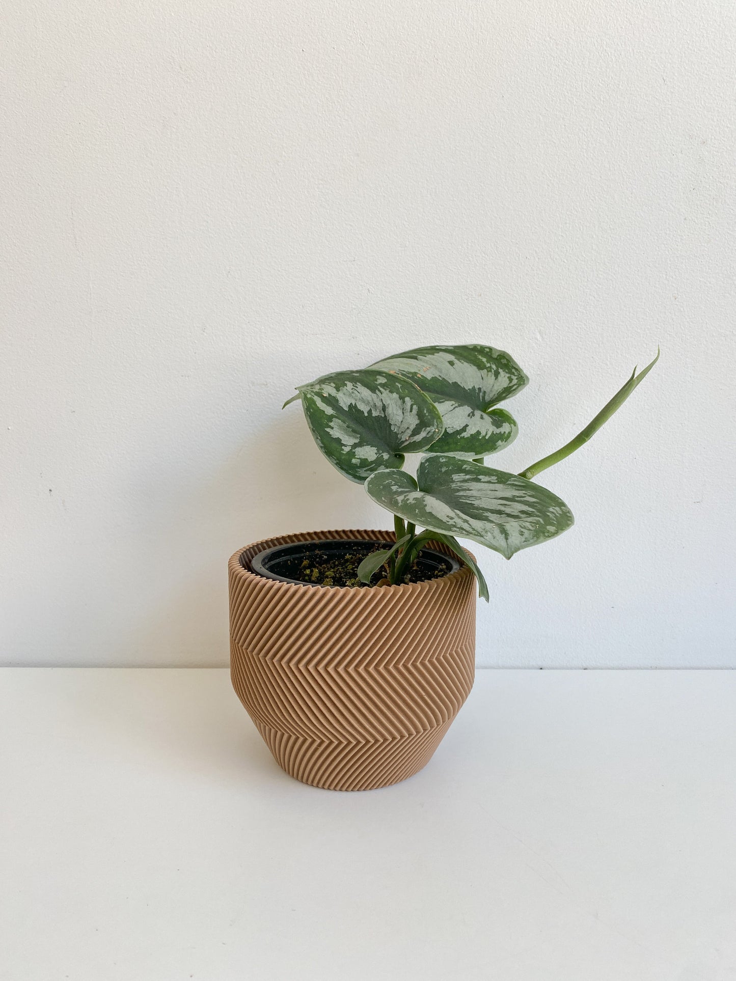 Thomas (Scindapsus) - 4 po.