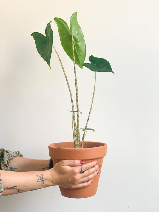 Zelande (Alocasia)