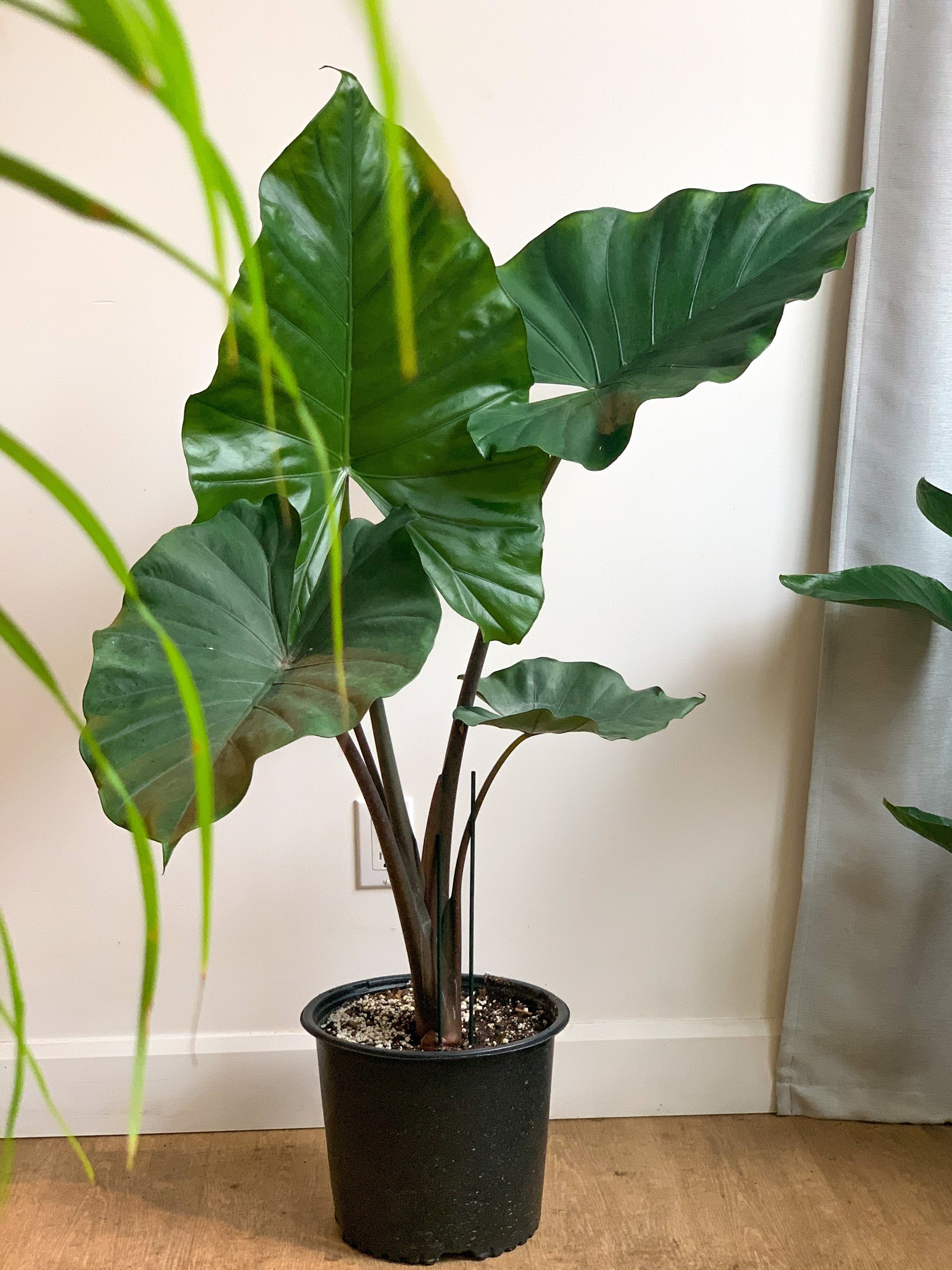 Ulrich (Alocasia)