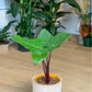 Michael Scott (Alocasia)