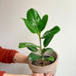 Audrey (Ficus) 6 Po.