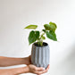 Veronika (Philodendron) - 4 po.