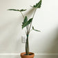 Sarian (Alocasia) 6 Po. Plants