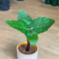 Michael Scott (Alocasia)
