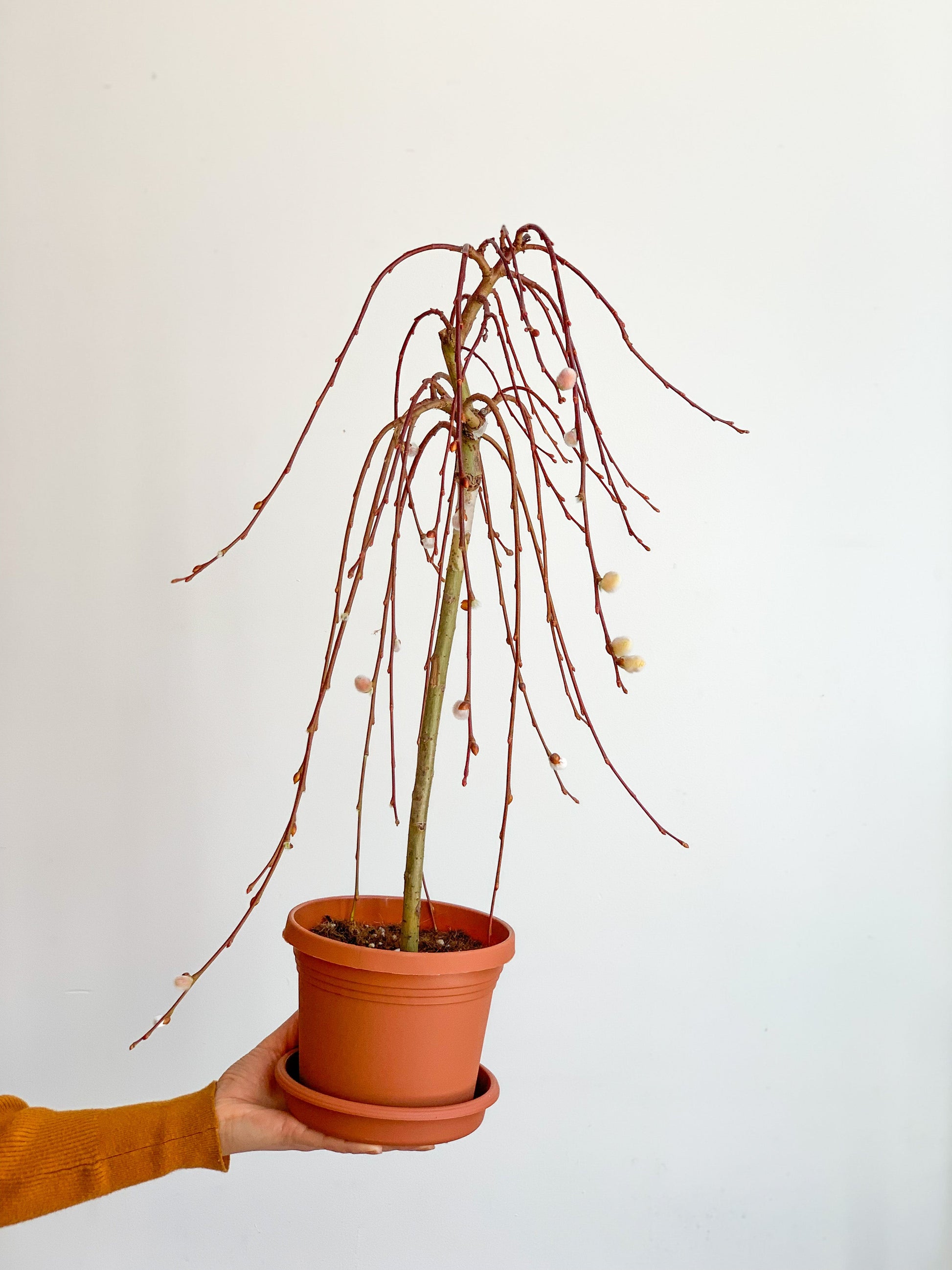 Willow (Saule) - 6 po.