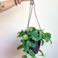 Pierre (Scindapsus)