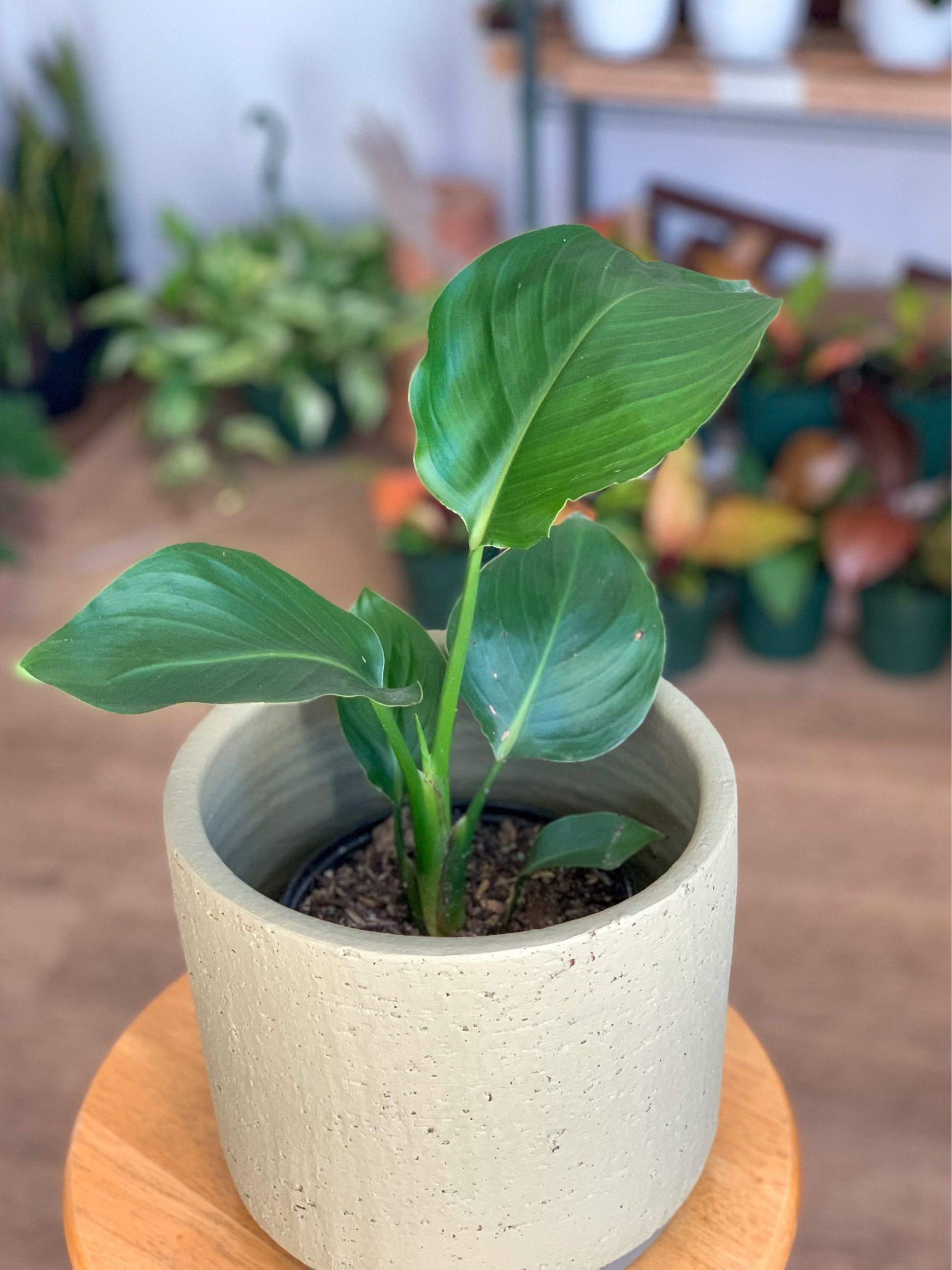 Jeune Perrine (Strelitzia) 6 Po.
