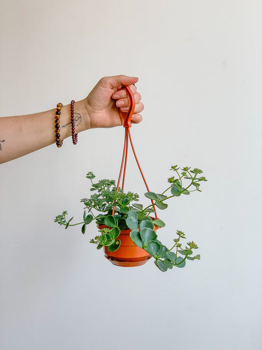 Ciara (Sedum)