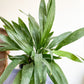 Astride (Aspidistra)