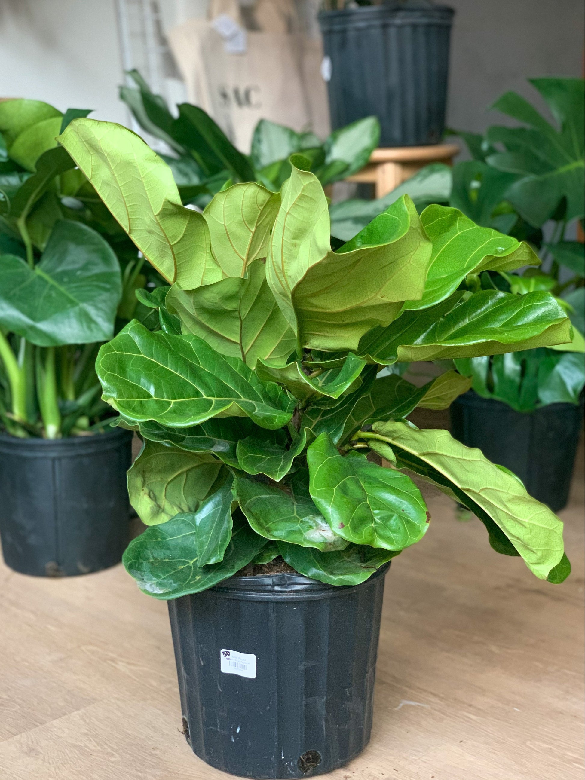 Fiona (Ficus) 10 Po.