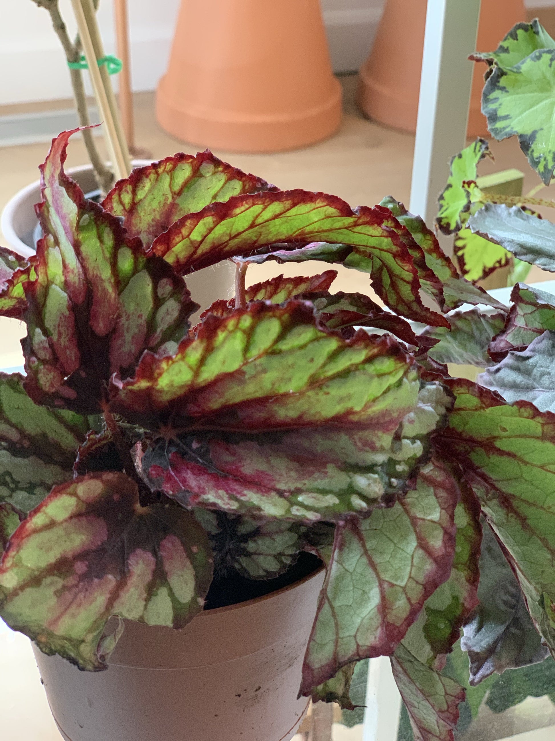 Sherby (Begonia)