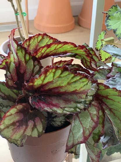 Sherby (Begonia)