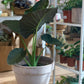 Regina (Alocasia)