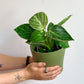 Birkin (Philodendron)