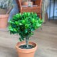 Gardenia 6 Po.