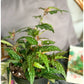 Bérangère (Begonia)