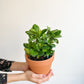 Gaston (Gardenia)