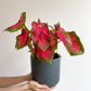Rihanna (Caladium) - 6 po.